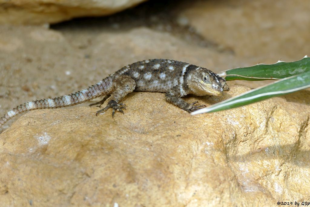 McDougall Stachelleguan (Oaxaca Stachelleguan)