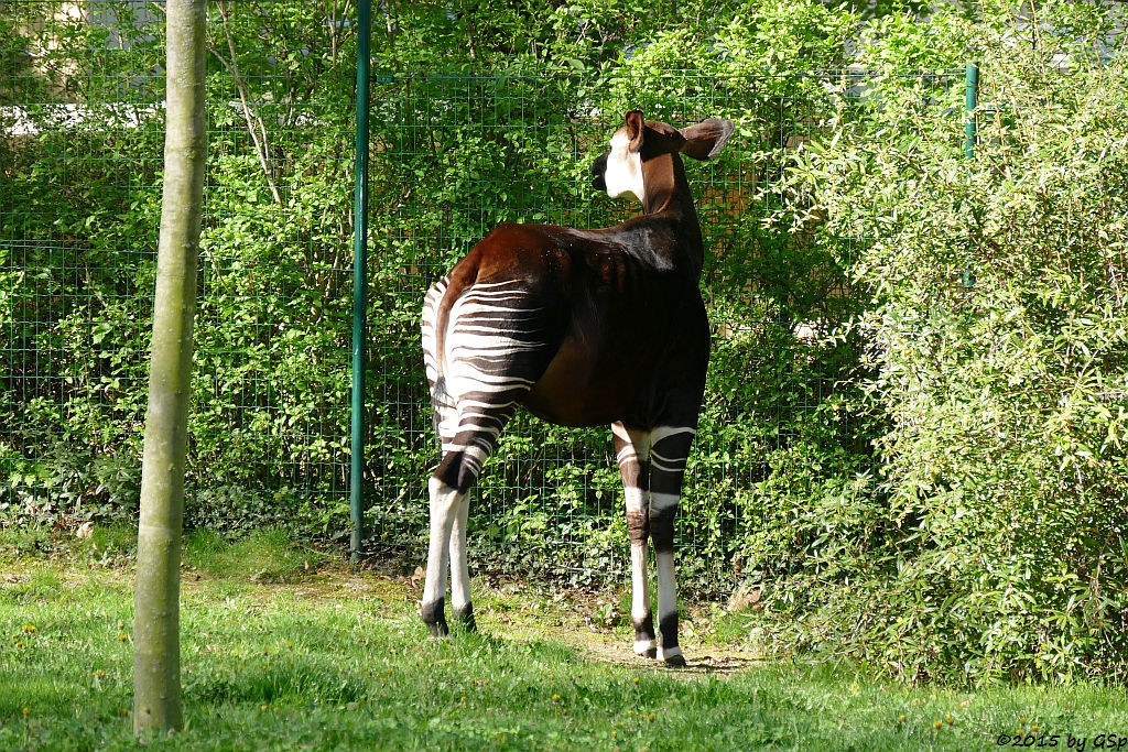 Okapi