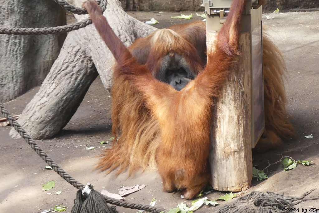 Sumatra-Orang-Utan