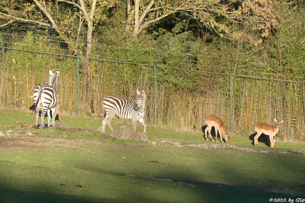 Böhm-Steppenzebra (Grant-Zebra), Impala (Schwarzfersenantilope