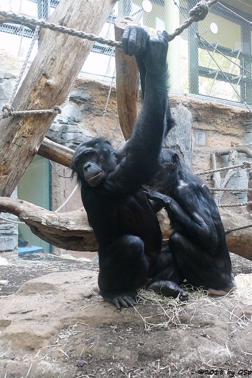 Bonobo (Zwergschimpanse)