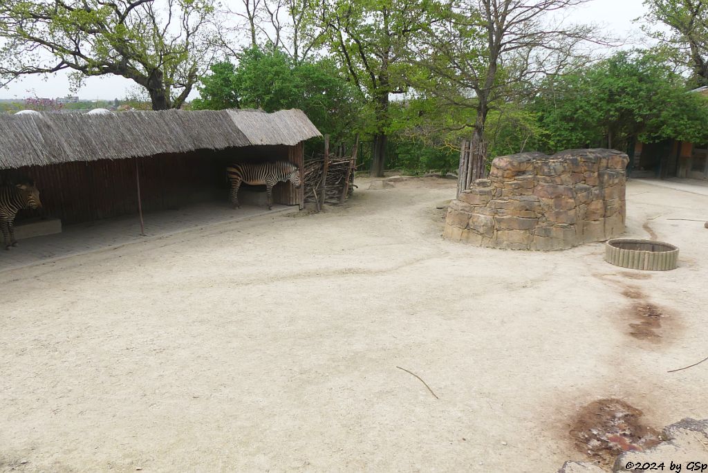 Zoo Halle: Hartmann-Bergzebra