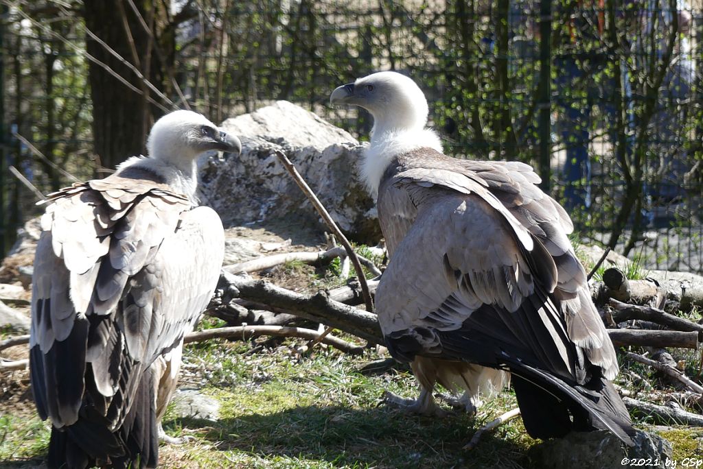 Westlicher Gänsegeier