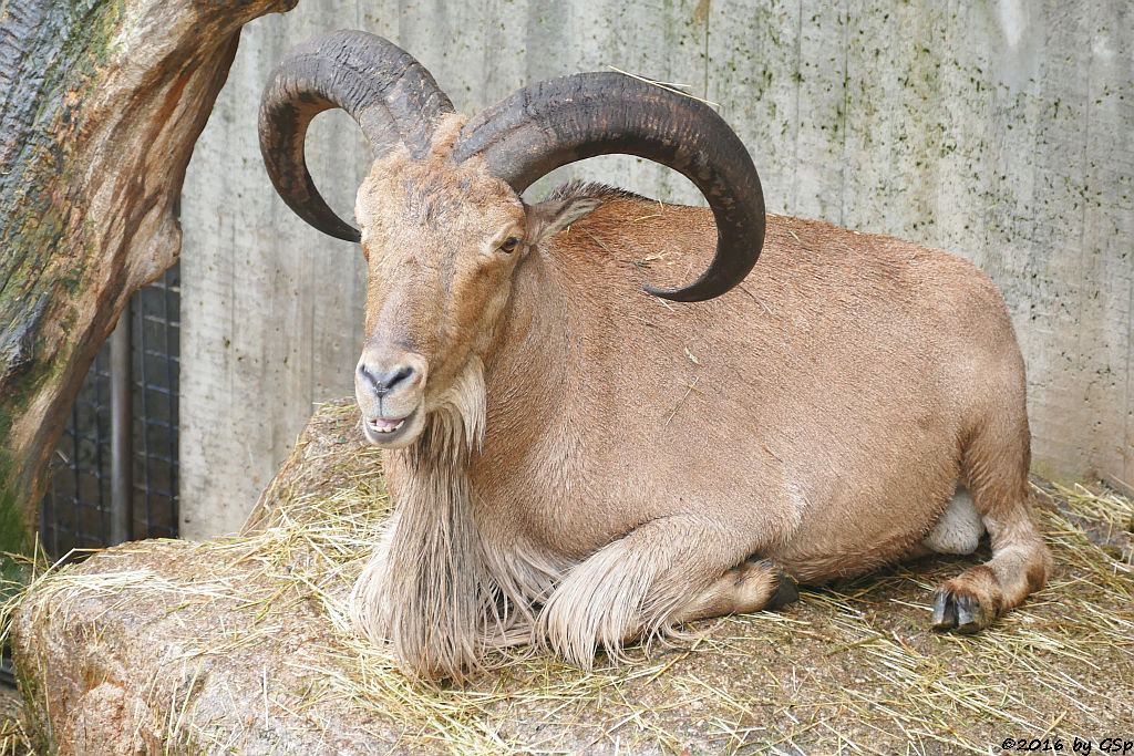 Mähnenspringer (Mähnenschaf)