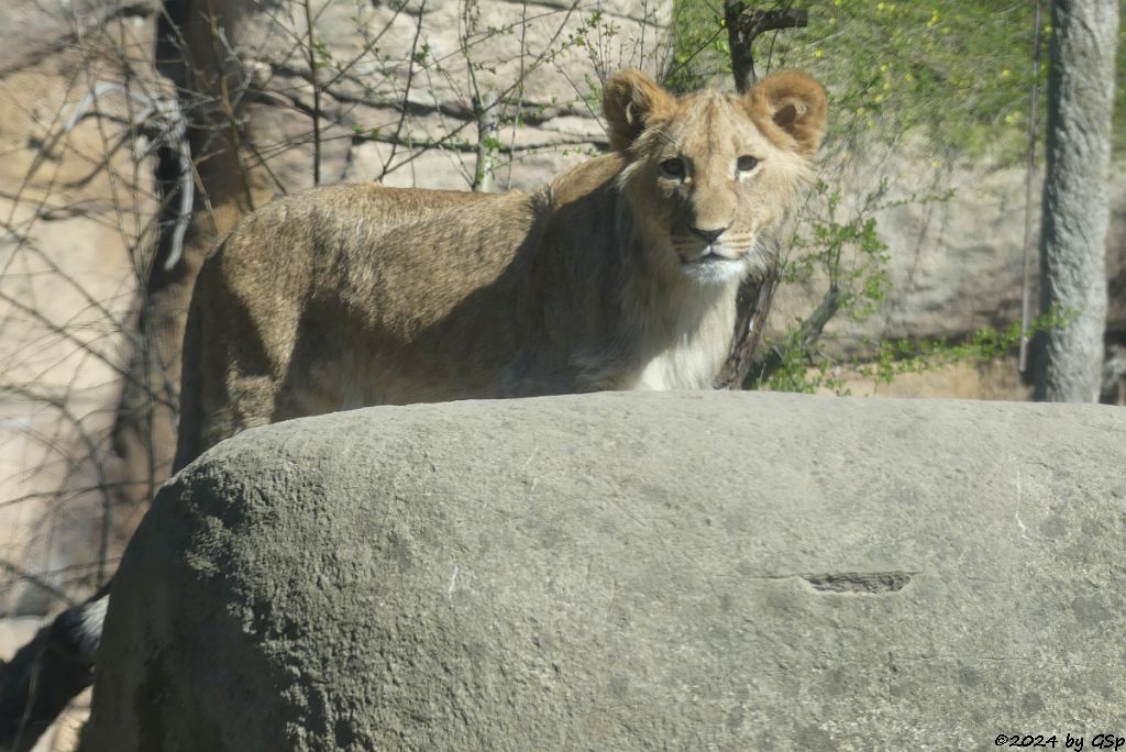 Kalahari-Löwe (Etoscha-Löwe, Wüstenlöwe)