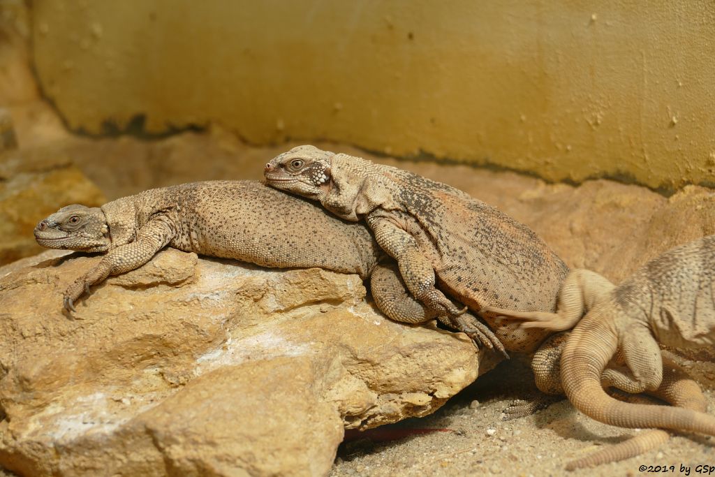 Chuckwalla