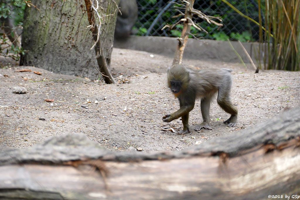 Mandrill