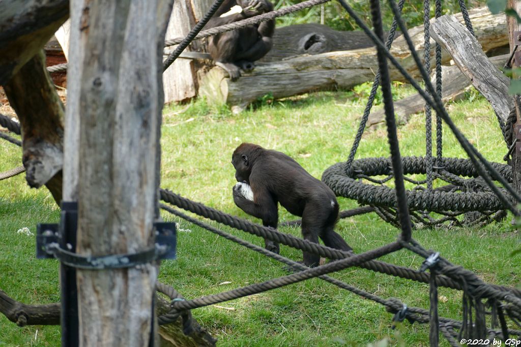 Westlicher Flachlandgorilla