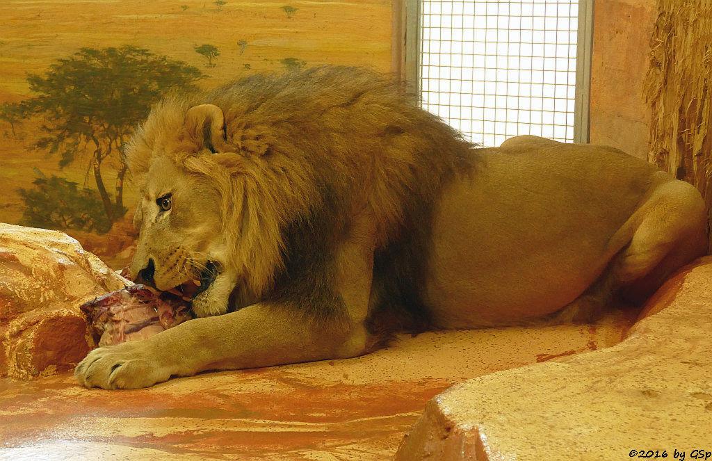 Angola-Löwe  (Katanga-Löwe) EISI