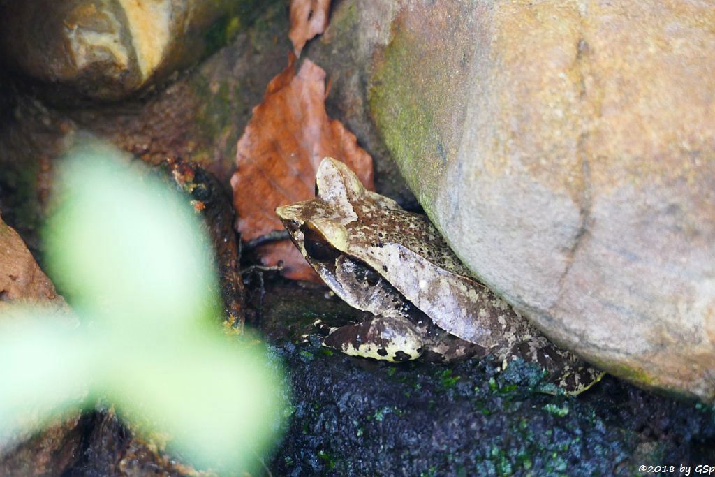 Zipfelkrötenfrosch (Zipfelfrosch, Zipfelkröte)