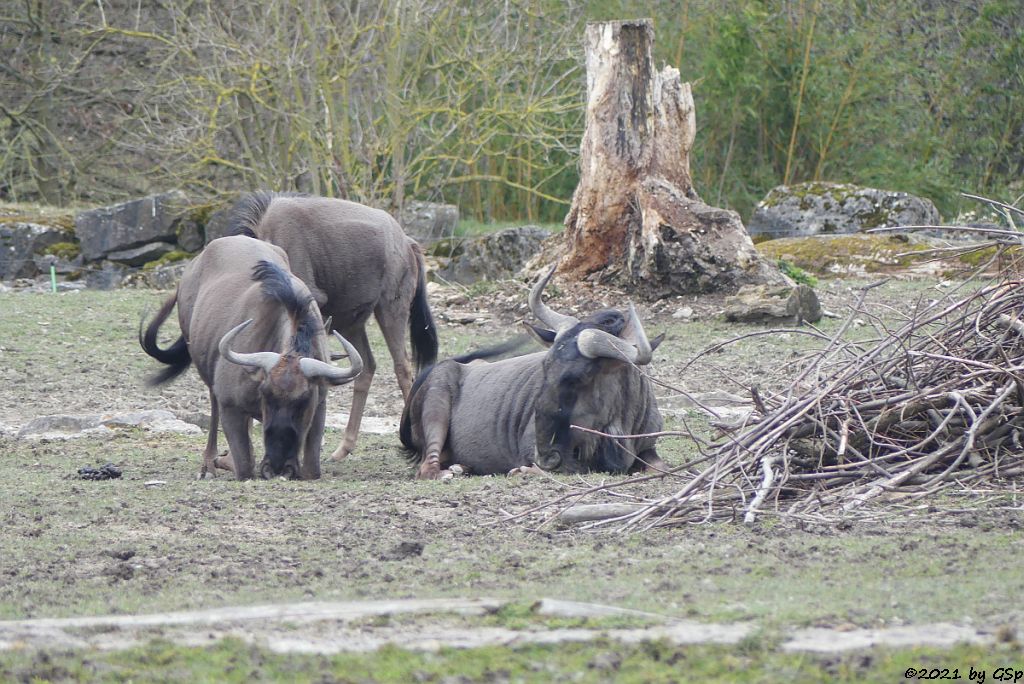 Südliches Streifengnu (Blaues Gnu)