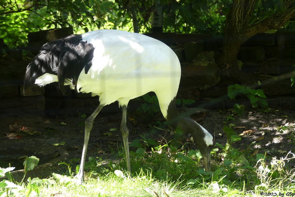 Europäischer Graukranich (Wetlicher Kranich)