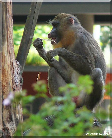 Mandrill