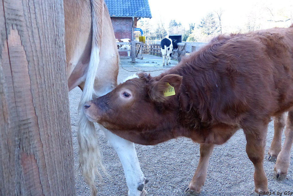 Schwarzbuntes Niederungsrind