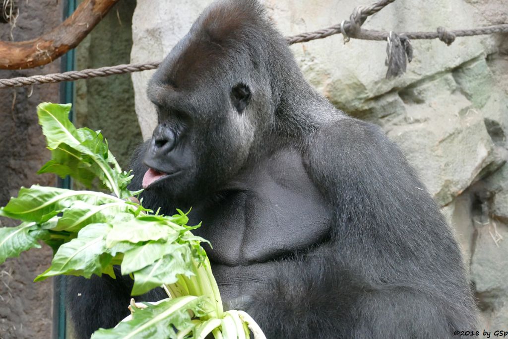 Flachlandgorilla VIATU