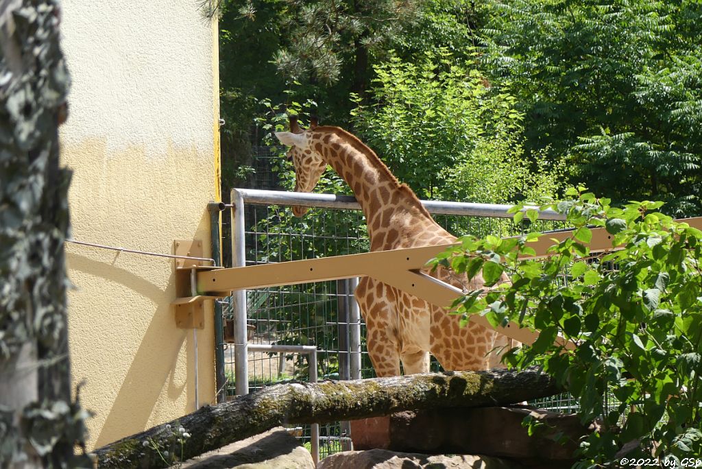 Netzgiraffe