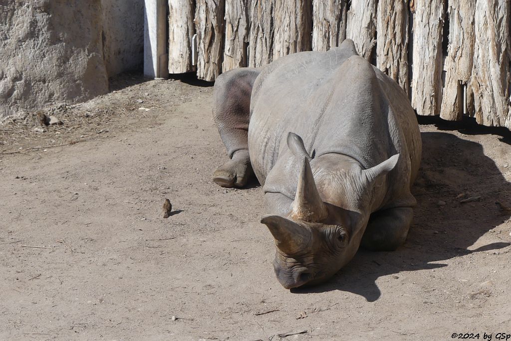 Ostafrikanisches Spitzmaulnashorn (Östliches Spitzmaulnashorn)
