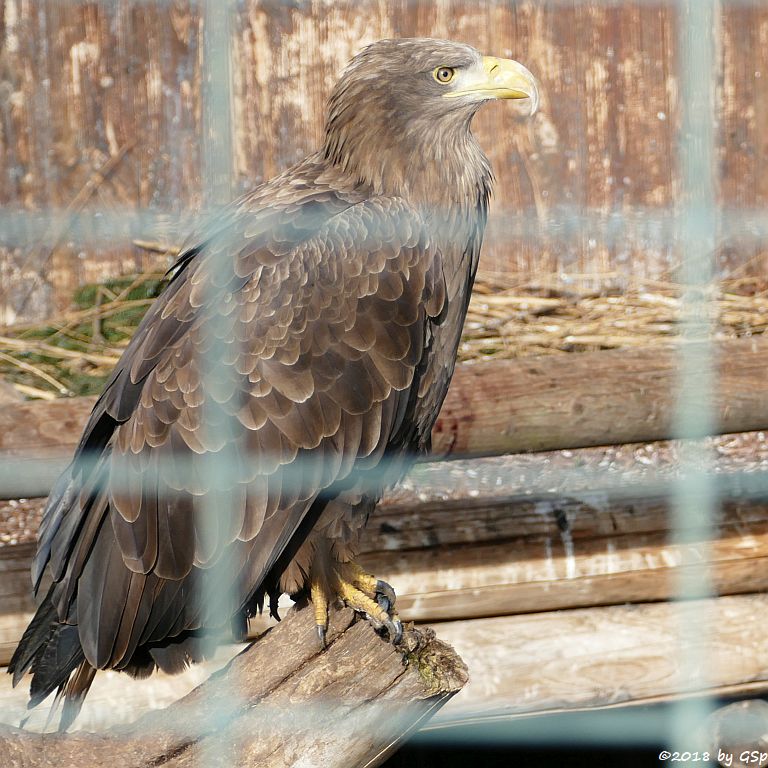 Seeadler