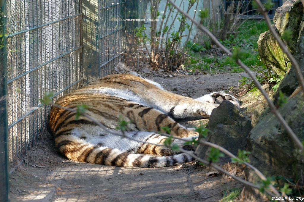 Amurtiger (Sibirischer Tiger, Mandschu-Tiger)