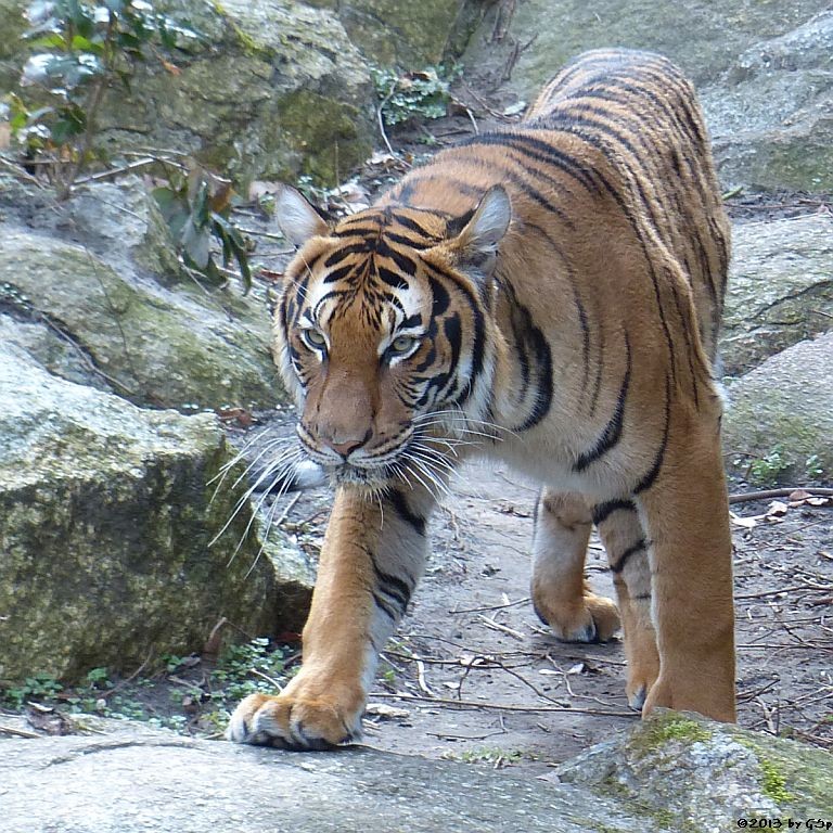 Hinterindischer Tiger