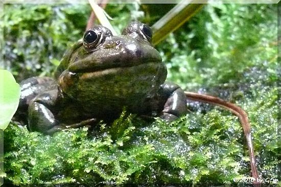 Grüner Frosch