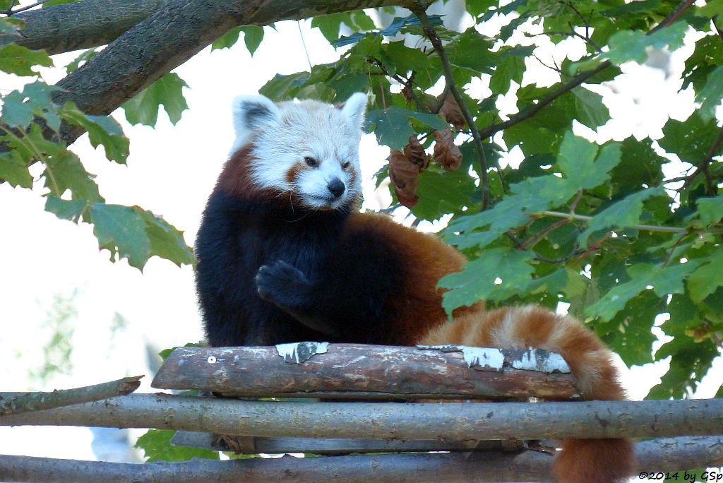  Kleiner Panda