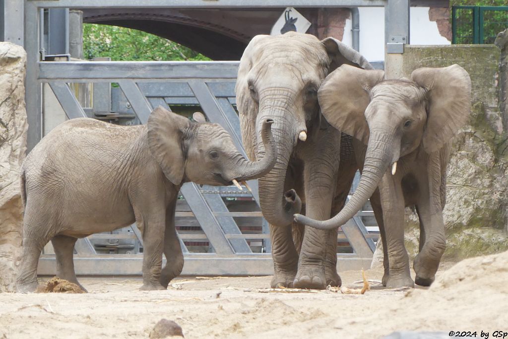 Elefanten Zoo Halle: 