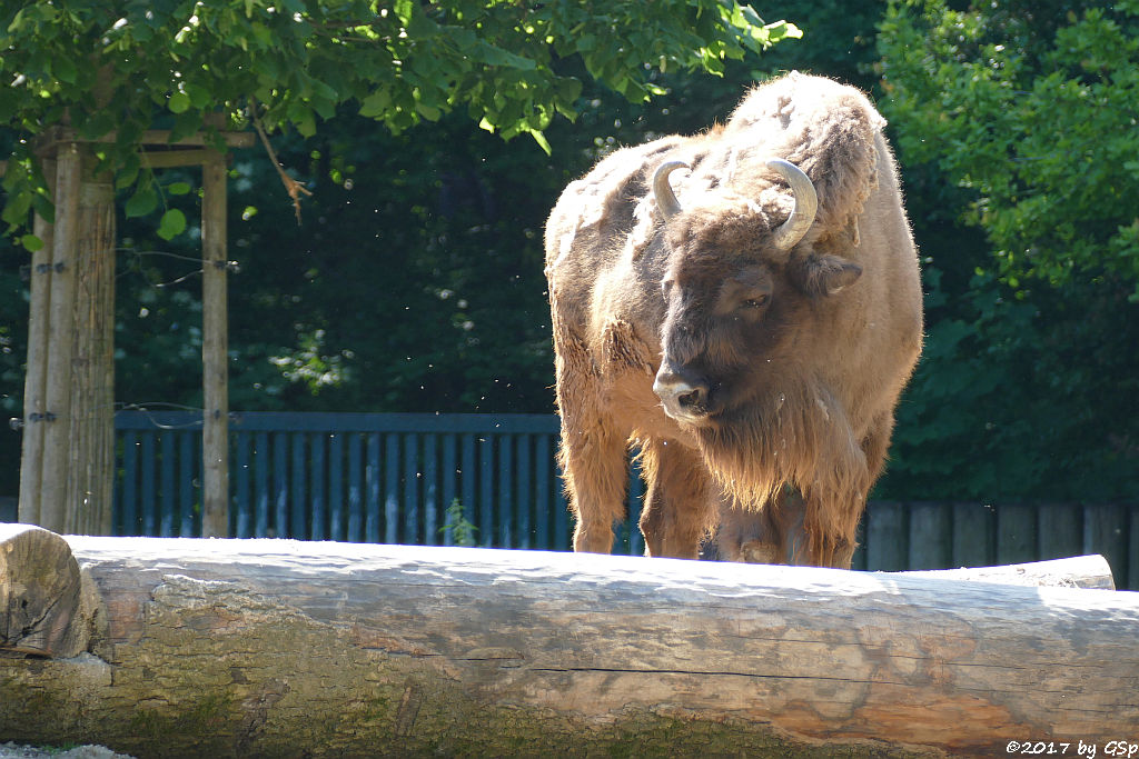 Wisent