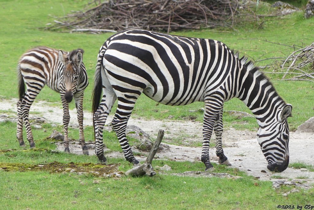 Böhm-Steppenzebra (Grant-Zebra) HELENA mit Tochter BAKARI, geb. 21.8.21