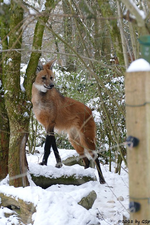 Mähnenwolf