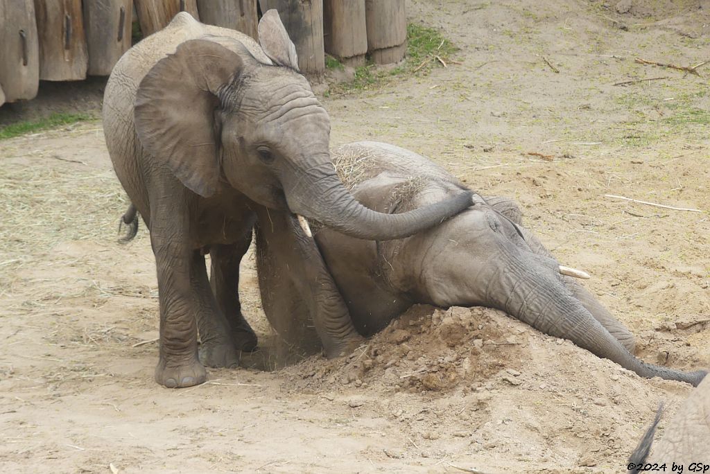 Elefanten Zoo Halle: ELANI, TAMIKA