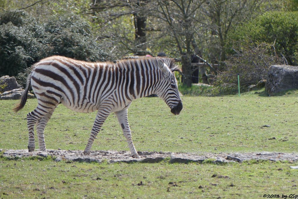 Böhm-Steppenzebra (Grant-Zebra)