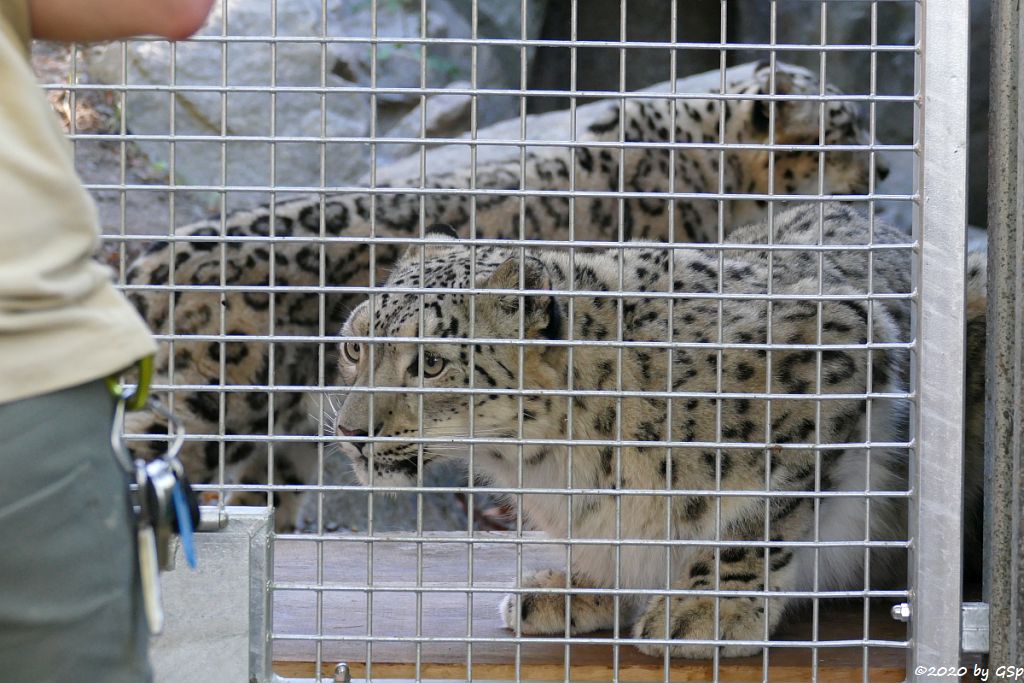 Schneeleopard (Irbis, Unze) ASKAR und CHANDRA