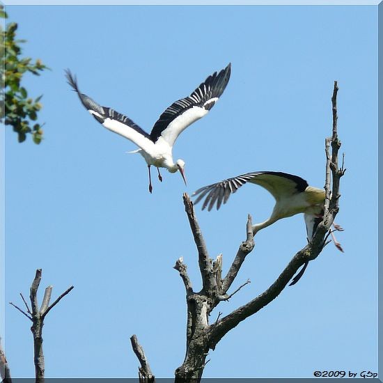 WeißstorchWeißstorch