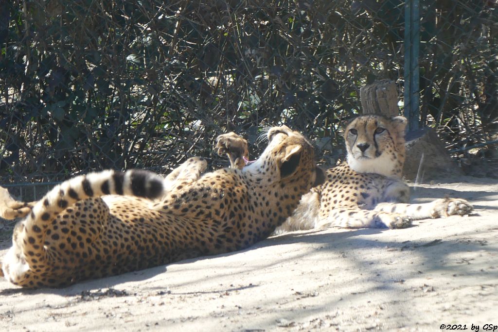 Südafrikanischer Gepard