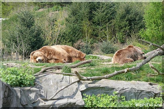 Kodiakbären BUFFY und BRENDA