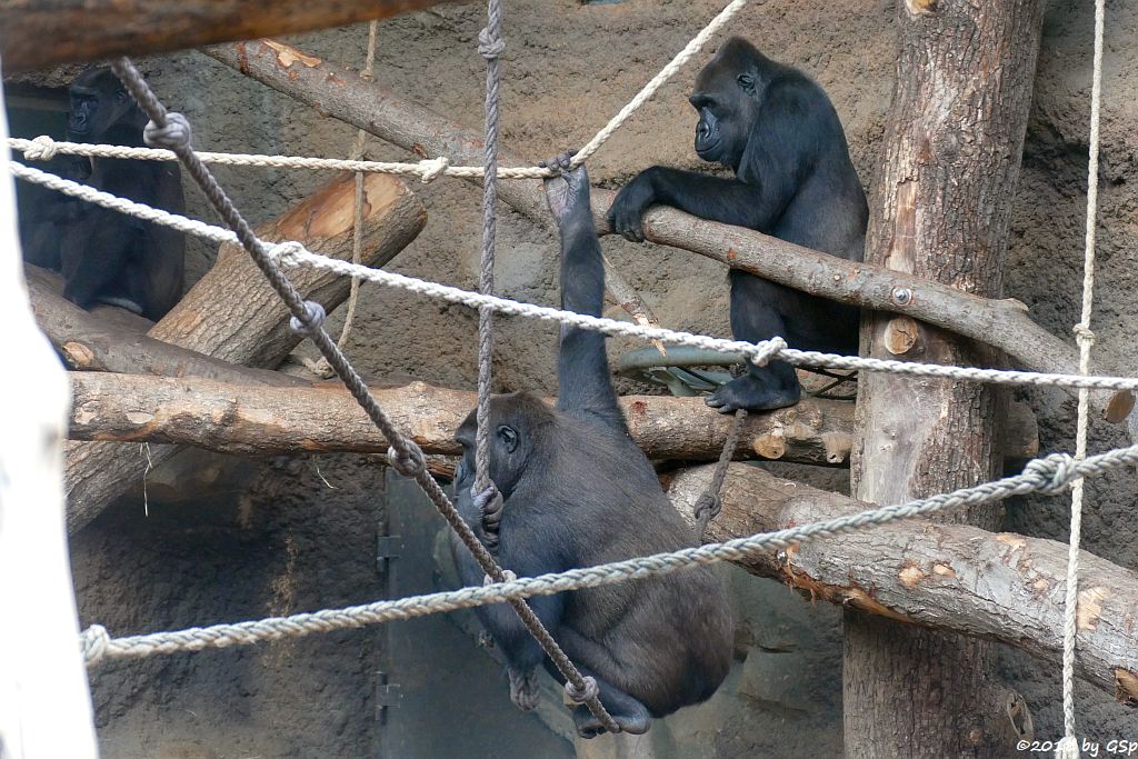 Flachlandgorilla SHIRA mit WELA, SAWA, REBECCA