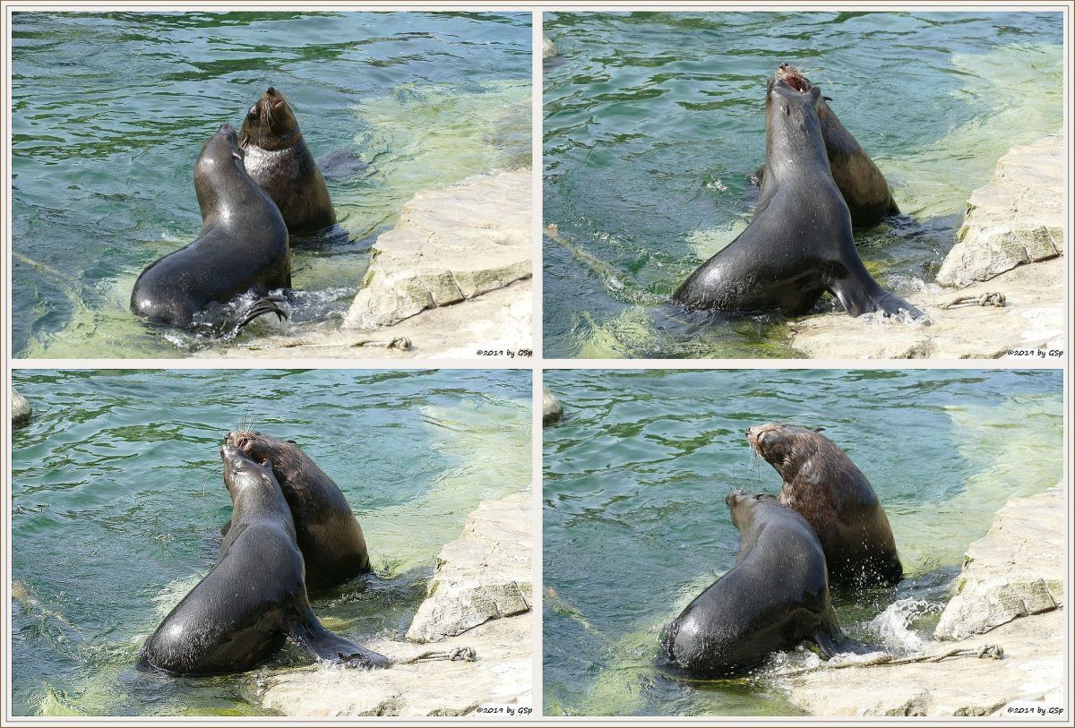 Südafrikanischer Seebär (Zwergseebär, Kap-Seebär)