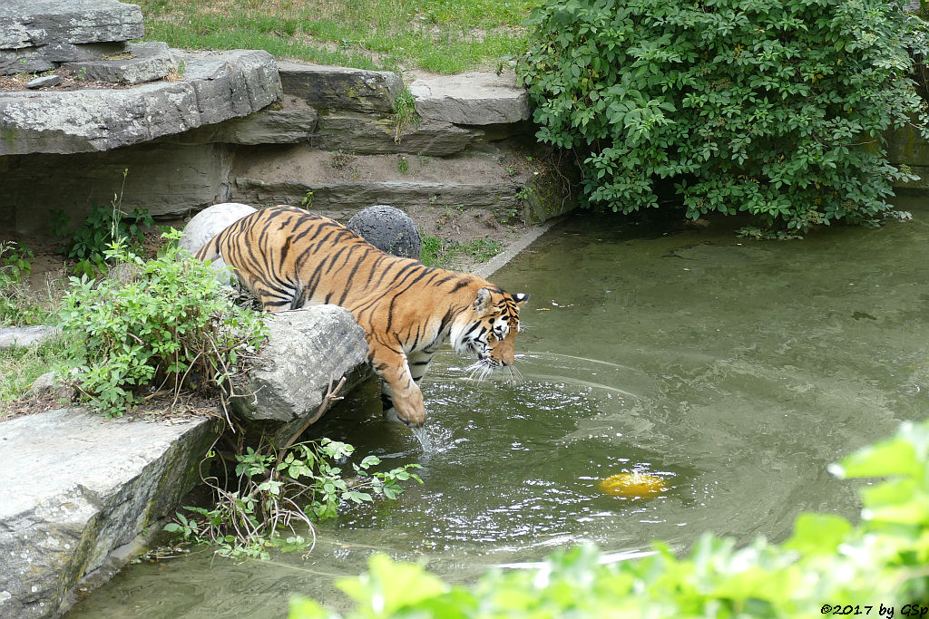 Amurtiger (Sibirischer Tiger, Mandschu-Tiger) SERGAN