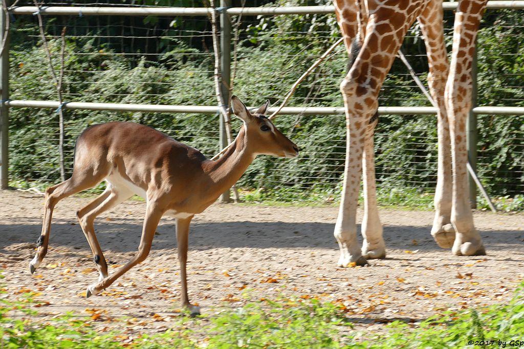 Gewöhnliche Impala (Schwarzfersenantilope), Netzgiraffe