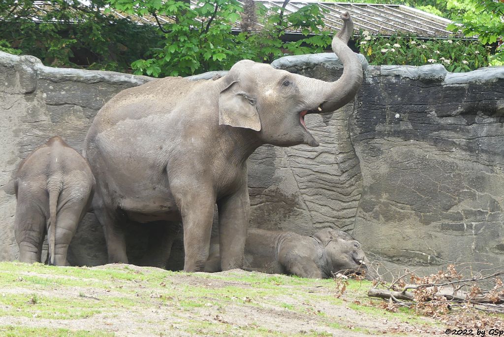 RAJ, KANDY, SANTOSH