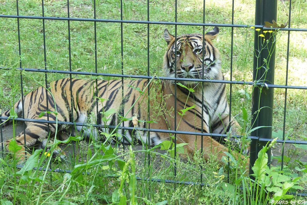 Sumatratiger