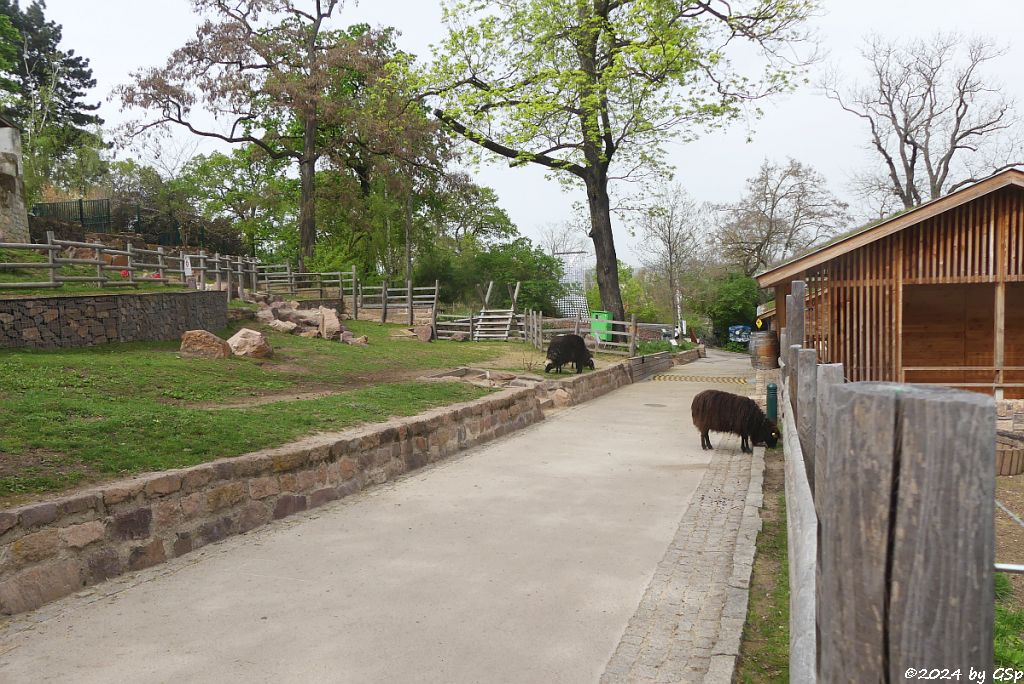 Zoo Halle: Krainer Steinschaf (Bovec-Schaf)