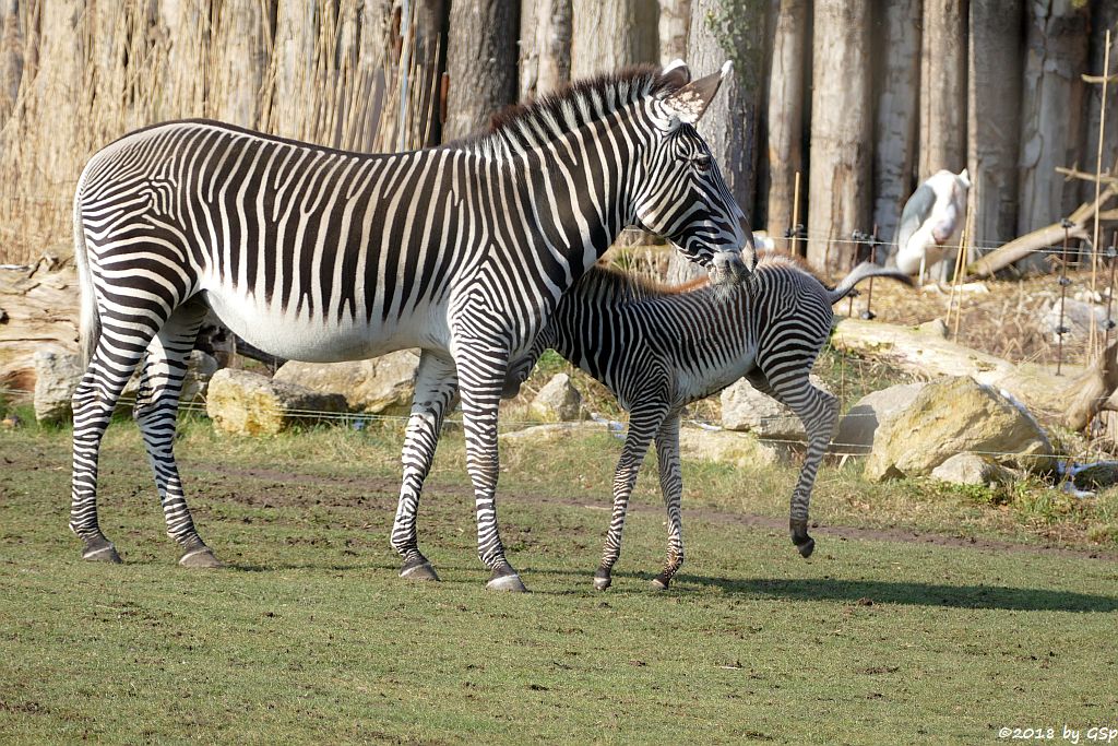 Grévy-Zebra, Afrikanischer Marabu