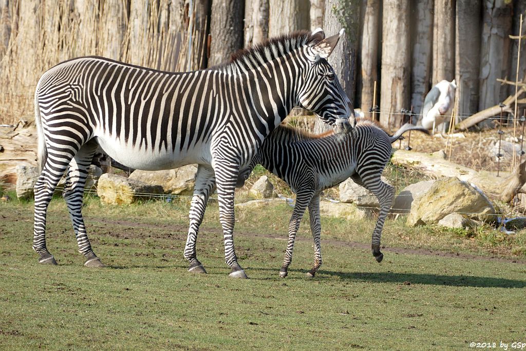 Grévy-Zebra, Afrikanischer Marabu