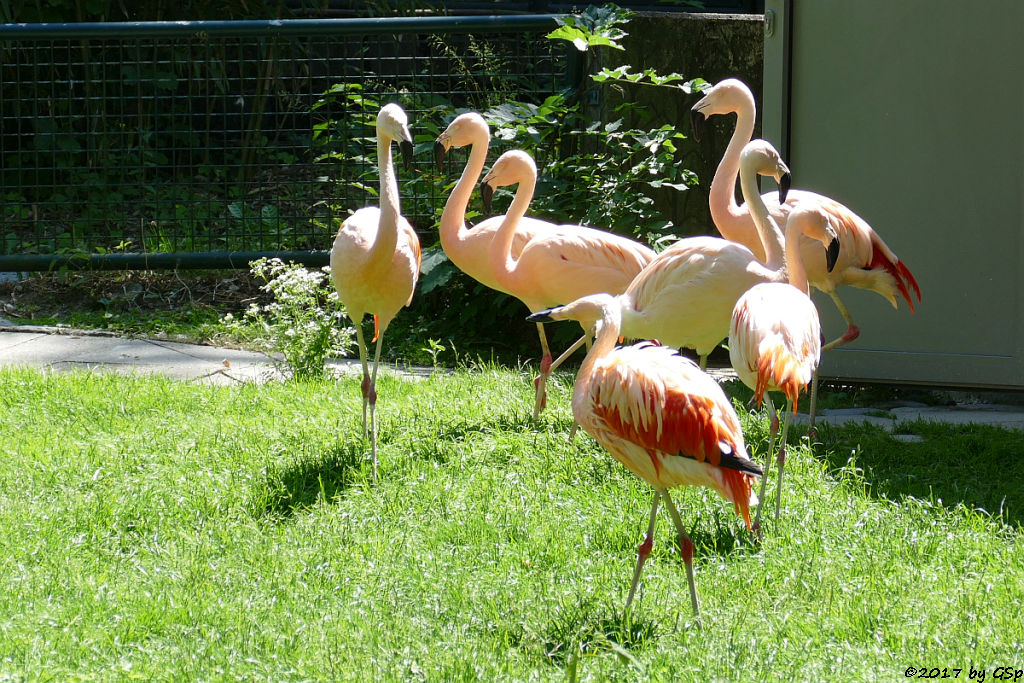 Chileflamingo (Chilenischer Flamingo)