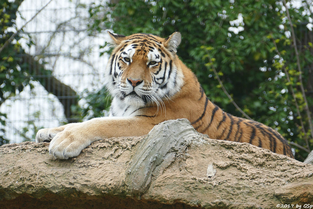 Amurtiger (Sibirischer Tiger, Mandschu-Tiger)