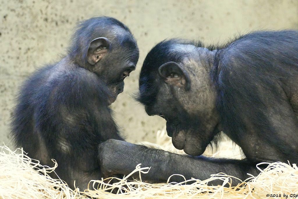 Bonobo (Zwergschimpanse)