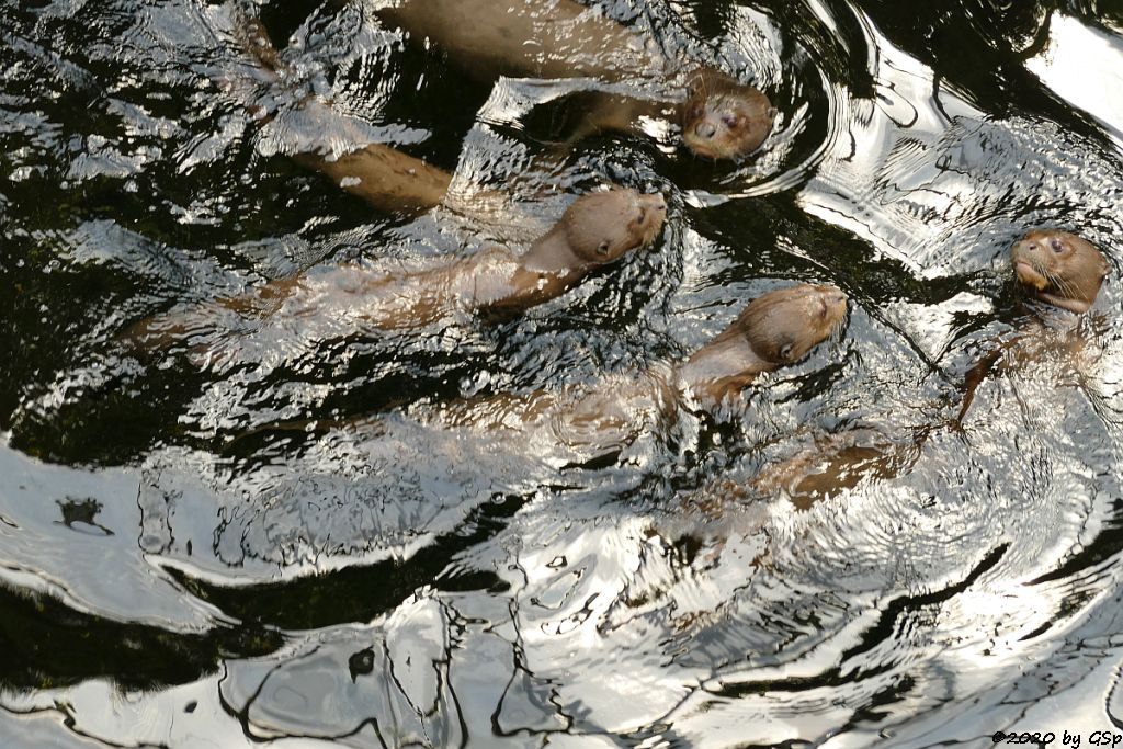 Riesenotter, 3 Jungtiere geb. 20.5.20
