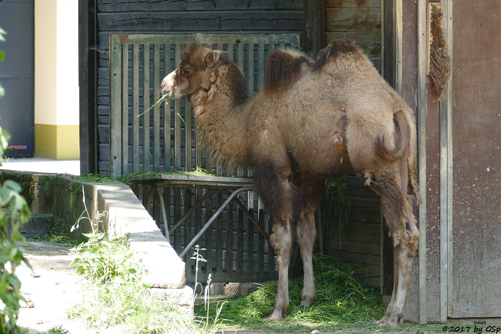 Trampeltier (Zweihöckriges Kamel, Hauskamel)